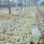 3.ลูกไก่โตเร็ว แข็งแรง