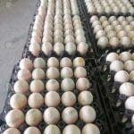 3.ไข่เป็ดพร้อมจำหน่าย.