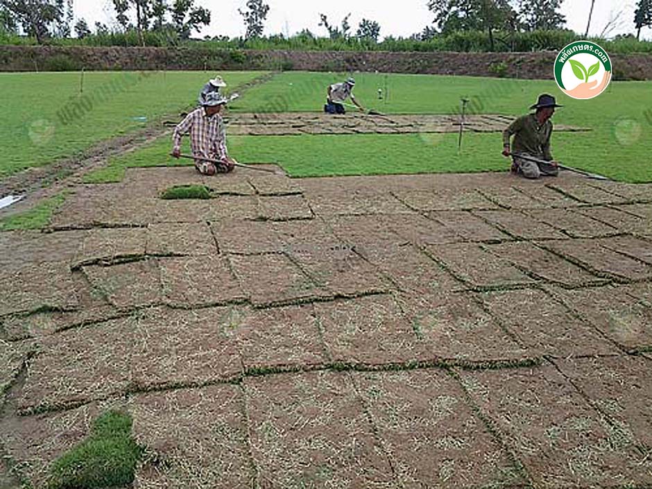 4.การปลูกหญ้า โดยนำแผ่นหญ้ามาปูให้เต็มพื้นที่