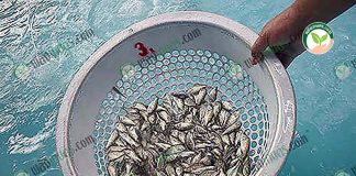 การเพาะลูกพันธุ์ปลากะพง ได้ผลผลิตลูกปลากะพงคุณภาพ