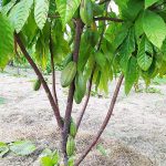 4.ผลโกโก้มีหลายรุ่นในต้นเดียวกัน