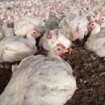 4.แข็งแรงสมบูรณ์ น้ำหนักดี