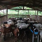 4.โรงเรือนแพะ