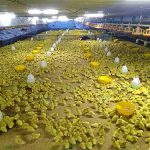 4.ให้อาหารลูกเป็ด