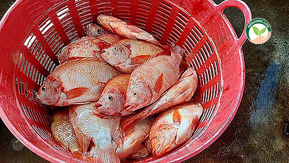 5.การเลี้ยงปลาทับทิม ให้ได้ผลผลิตคุณภาพพร้อมจำหน่าย