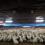 5.ผ้าโพลีลอนสีดำทึบแสงสะท้อนความร้อนได้