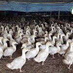 เป็ดสายพันธุ์เชอรี่วอลเลย์ ตัวใหญ่ น้ำหนักดี