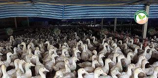 เป็ดสายพันธุ์เชอรี่วอลเลย์ ตัวใหญ่ น้ำหนักดี