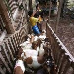 6.แพะพร้อมส่งลูกค้า