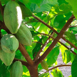 วิธีการปลูกโกโก้