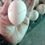 ไข่ฟองใหญ่ ได้น้ำหนัก