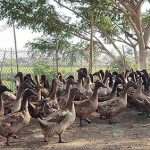2.เป็ดไข่