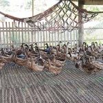 3.โรงเรือนเป็ด