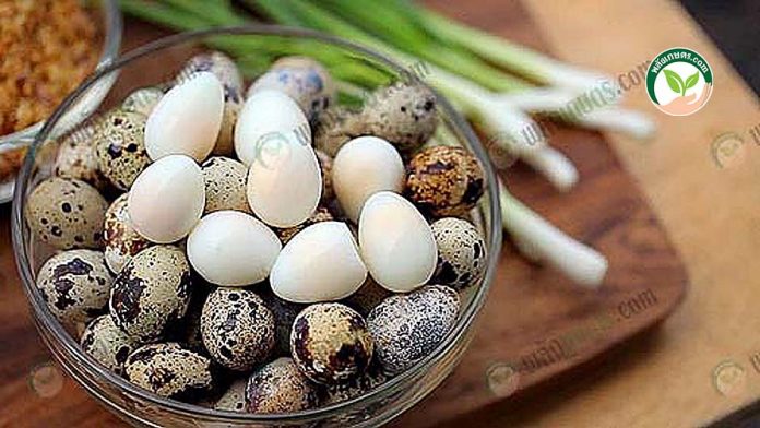 การเลี้ยงนกกระทา ผลิตไข่นกกระทาต้ม การเลี้ยงนกกระทา ผลิตไข่นกกระทาต้ม