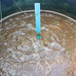 5.บ่อฟักอาร์ทิเมีย