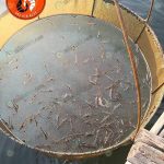 6.ทีมงานของทางฟาร์มจะคอยเข้าหาบ่อลูกค้าเพื่อติดตามผลการเลี้ยง