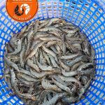 7.ผลงานลูกกุ้งจากบ่อลูกค้าของทางฟาร์ม