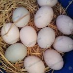 7.ไข่เป็ดที่เก็บพร้อมจำหน่าย