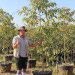 8.คุณคิมมั่นใจตลาดไม้ใหญ่รุ่นมหึมาตอบโจทย์ลูกค้า