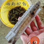 ลูกกุ้ง แข็งแรง โตไว ปลอดเชื้อ เช็คแหล่งที่มาได้ จากฟาร์มมาตราฐานยุโรป BAP