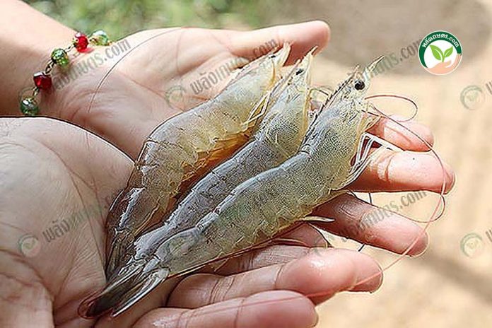 กุ้งขนาด 72 วัน เลี้ยงโดยใช้ วิธีปรับสภาพน้ำเลี้ยง ให้ดี กุ้งขนาด 72 วัน เลี้ยงโดยใช้ วิธีปรับสภาพน้ำเลี้ยง ให้ดี