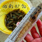 ลูกกุ้ง แข็งแรง โตไว ปลอดเชื้อ เช็คแหล่งที่มาได้ จากฟาร์มมาตราฐานยุโรป BAP