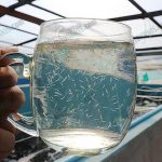 ลูกพันธุ์กุ้ง ขาว SIS แม่นอก