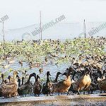 เลี้ยงเป็ดไข่-ปล่อยเป็ดออกไปเล่นน้ำ