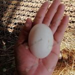 ไข่ฟองใหญ่ เปลือกไม่บาง