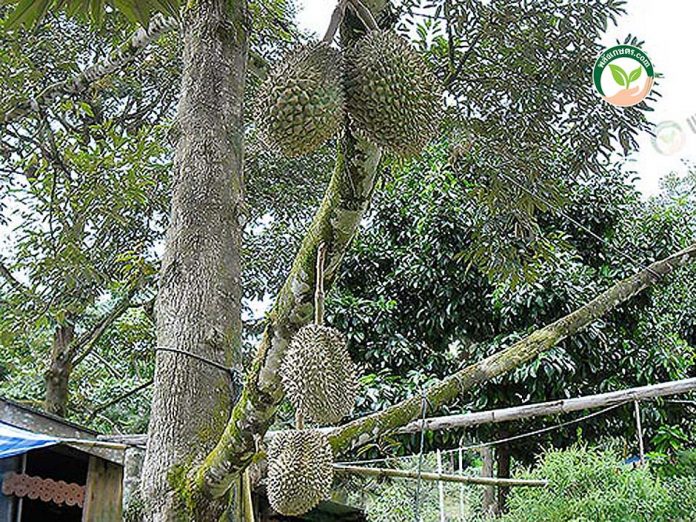 ท่องเที่ยวเชิงเกษตร ท่องเที่ยวเชิงเกษตร