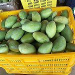 มะม่วงแก้วขมิ้น กินได้ทั้งสุกและดิบ