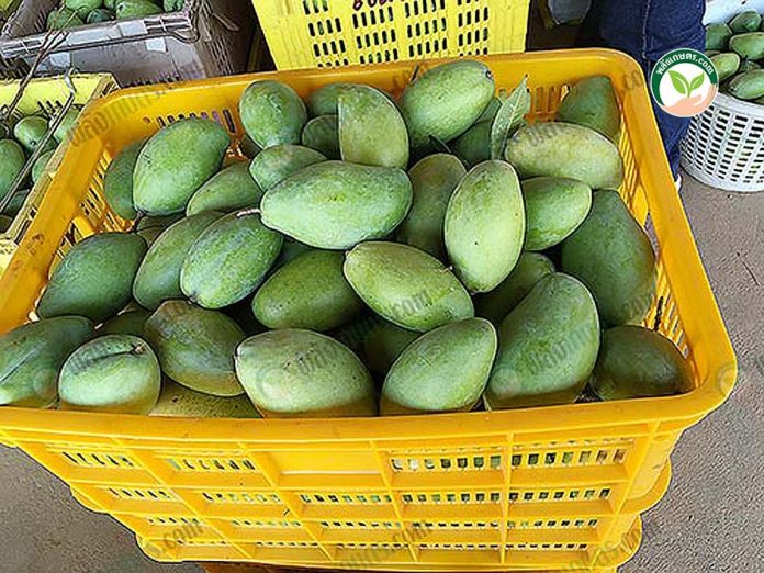 มะม่วงแก้วขมิ้น กินได้ทั้งสุกและดิบ มะม่วงแก้วขมิ้น กินได้ทั้งสุกและดิบ