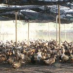 2.โรงเรือนเป็ดไข่