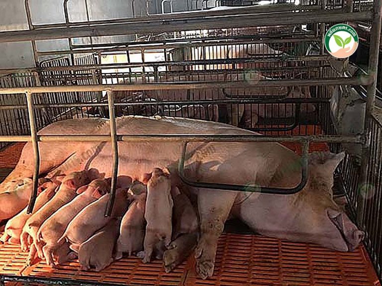 เลี้ยงหมูแม่พันธุ์ ขายลูกสุกร กำไร 300 บาท/ตัว เผยเทคนิคลดต้นทุน ... เลี้ยงหมูแม่พันธุ์ ขายลูกสุกร กำไร 300 บาท/ตัว เผยเทคนิคลดต้นทุน ...