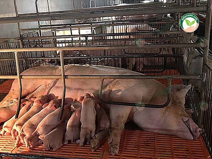 โรงเรือน เลี้ยงหมูแม่พันธุ์ และ โรงเรือนคลอด โรงเรือน เลี้ยงหมูแม่พันธุ์ และ โรงเรือนคลอด