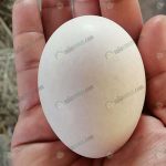 4.ไข่ฟองใหญ่ และมีคุณภาพ