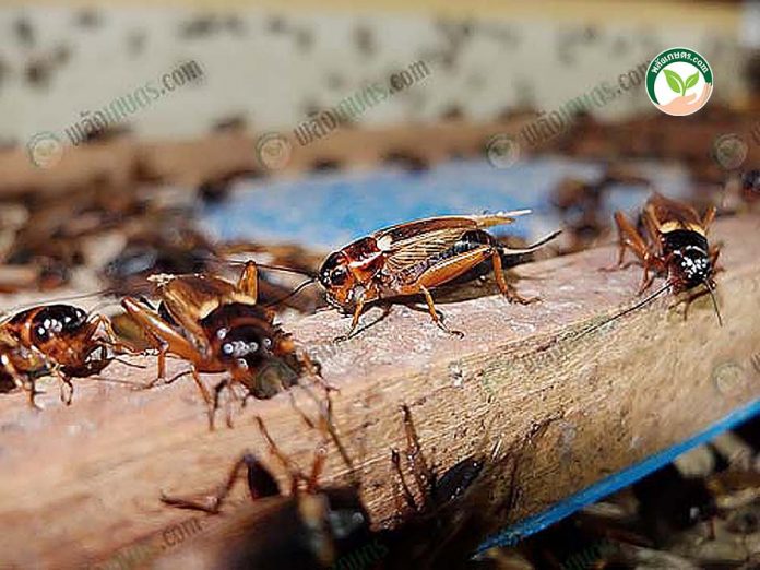 การเลี้ยงจิ้งหรีด ปลอดสารพิษ การเลี้ยงจิ้งหรีด ปลอดสารพิษ