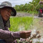 คุณปัญญาให้ดูรากต้นข้าว เผยแนวทาง การทำนาอินทรีย์