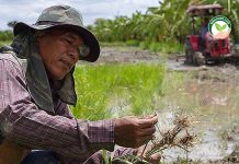 คุณปัญญาให้ดูรากต้นข้าว เผยแนวทาง การทำนาอินทรีย์