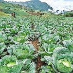 แปลง กะหล่ำปลี