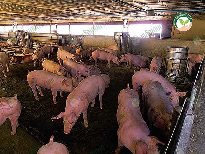 คอกเลี้ยงหมู-เพื่อได้-ขี้หมูอัดเม็ด คอกเลี้ยงหมู-เพื่อได้-ขี้หมูอัดเม็ด