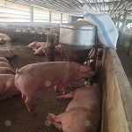 หมูขุน เลี้ยงระบบประกัน เน้นการจัดการ ลดอุณหภูมิ ป้องกันโรคในช่วงระบาด