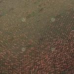 3.ลูกปลาทับทิม