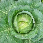 4.หนอนจะกัดกินผิวด้านล่างใบจนเป็นรูพรุน