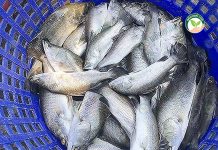 ผลผลิตปลากะพงพร้อมจำหน่าย จากการเลี้ยงด้วย อาหารปลากะพง