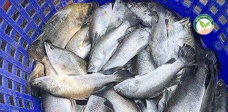 ผลผลิตปลากะพงพร้อมจำหน่าย จากการเลี้ยงด้วย อาหารปลากะพง