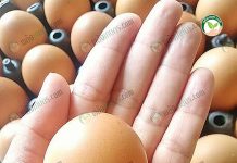 ไข่ไก่ปลอดสาร เลี้ยงแม่ไก่กรงละ 1 ตัว ด้วยสูตรอาหารสมุนไพร ขายในห้างดัง