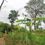 8.สวนพืชผักสวนครัวอินทรีย์หลังบ้านคุณปัญญา