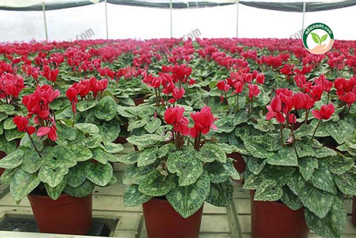 ไม้เมืองหนาว ไซคลาเมน-Cyclamen-ลวดลายสวยงาม-ดอกมีหลายสี และดอกบานคล้ายผีเสื้อ ไม้เมืองหนาว ไซคลาเมน-Cyclamen-ลวดลายสวยงาม-ดอกมีหลายสี และดอกบานคล้ายผีเสื้อ