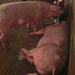 หมูขุน เลี้ยงระบบประกัน เน้นการจัดการ ลดอุณหภูมิ ป้องกันโรคในช่วงระบาด